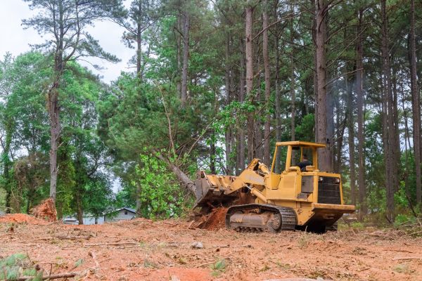 Trees Clearing in Gig Harbor