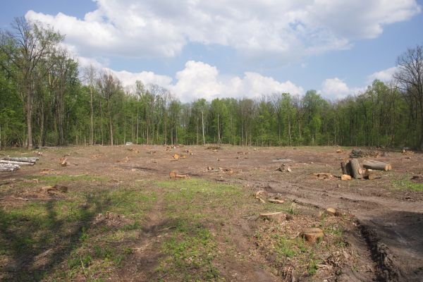 Pasture Clearing in Gig Harbor
