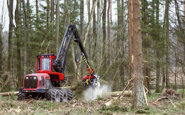 Forest Clearance Service in Gig Harbor