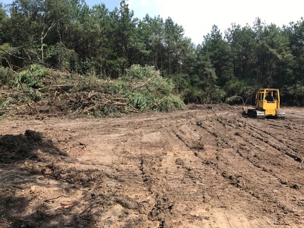 Thicket Clearing in Gig Harbor